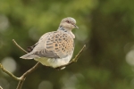 Suffolk MP to champion plight of Turtle Doves Credit: RSPB